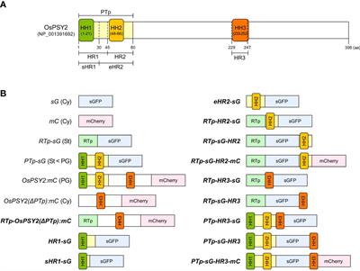 Stepwise protein targeting into plastoglobules are facilitated by three hydrophobic regions of rice phytoene synthase 2